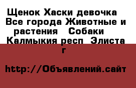 Щенок Хаски девочка - Все города Животные и растения » Собаки   . Калмыкия респ.,Элиста г.